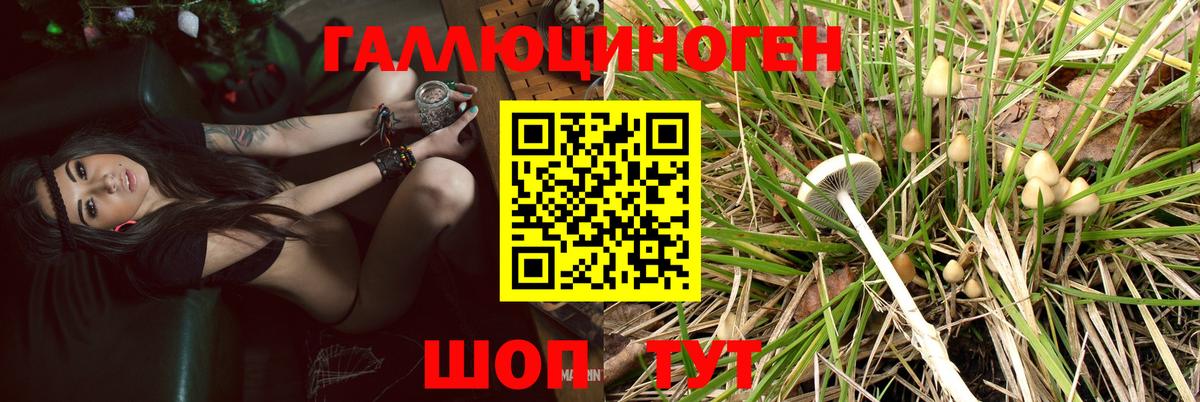Псилоцибиновые грибы Cubensis Нарткала
